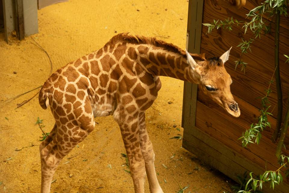 ZOO Planckendael / Wout van den Broeck
