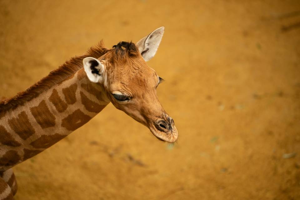 ZOO Planckendael / Wout van den Broeck