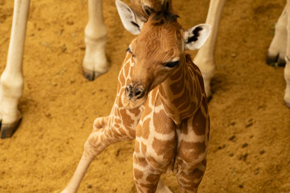 ZOO Planckendael / Wout van den Broeck