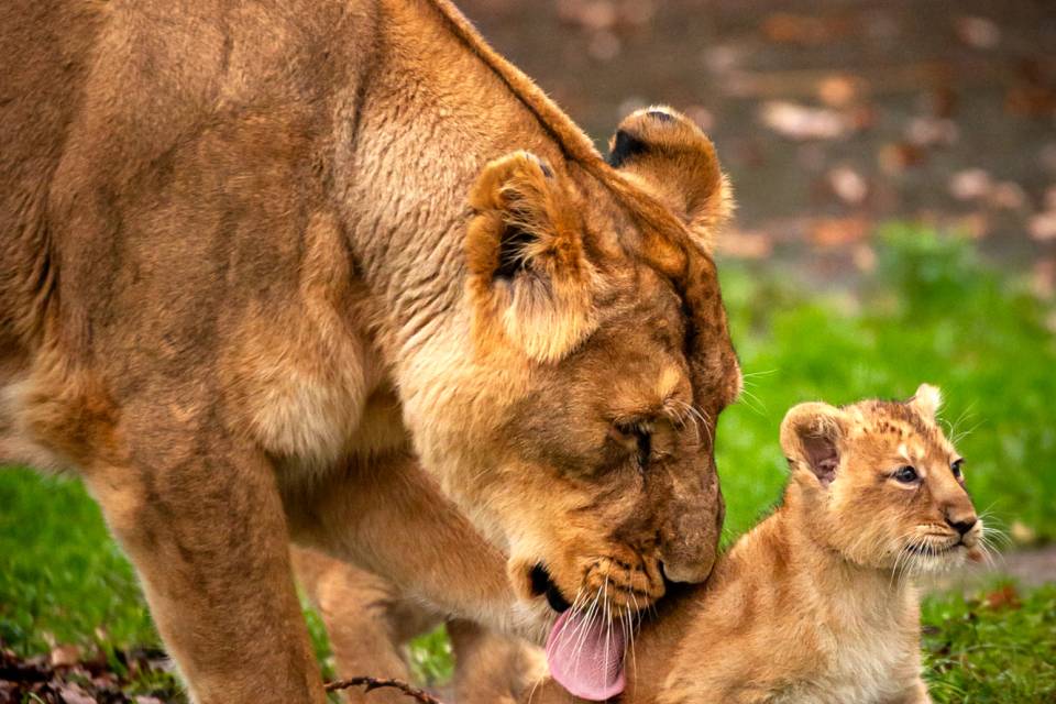 ZOO Planckendael - Jonas Verhulst