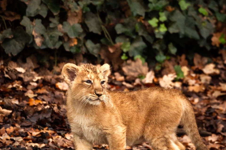 ZOO Planckendael - Jonas Verhulst