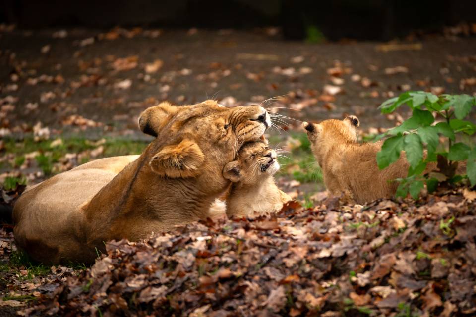 ZOO Planckendael - Jonas Verhulst