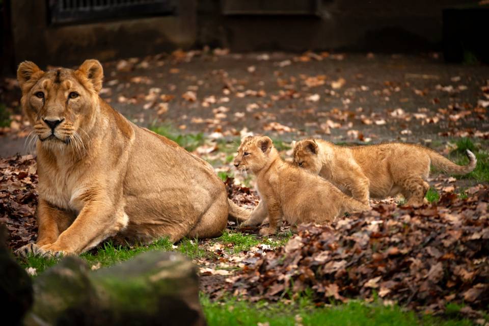 ZOO Planckendael - Jonas Verhulst