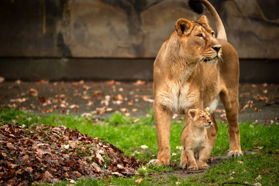 ZOO Planckendael - Jonas Verhulst