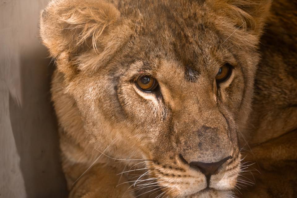 ZOO Planckendael / Jonas Verhulst