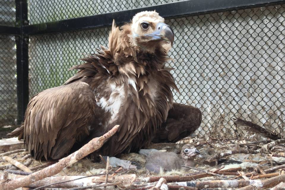ZOO Planckendael