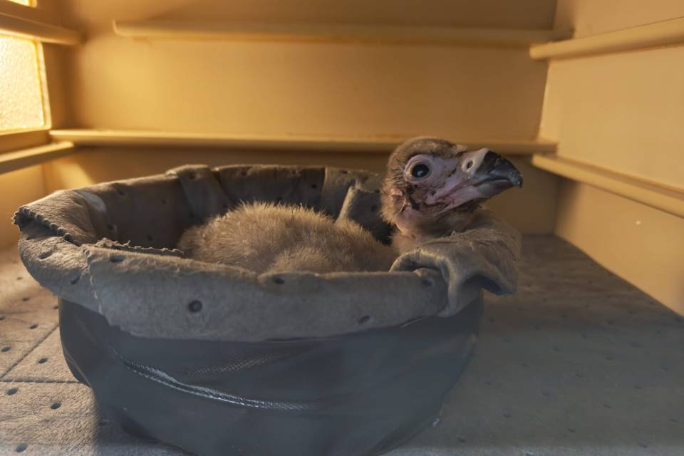ZOO Planckendael