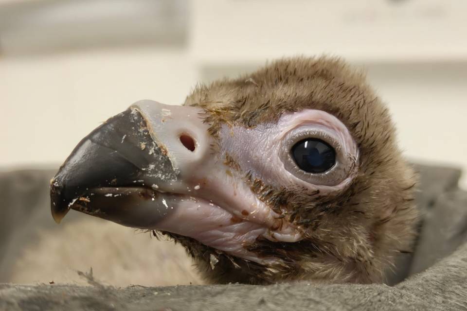 ZOO Planckendael