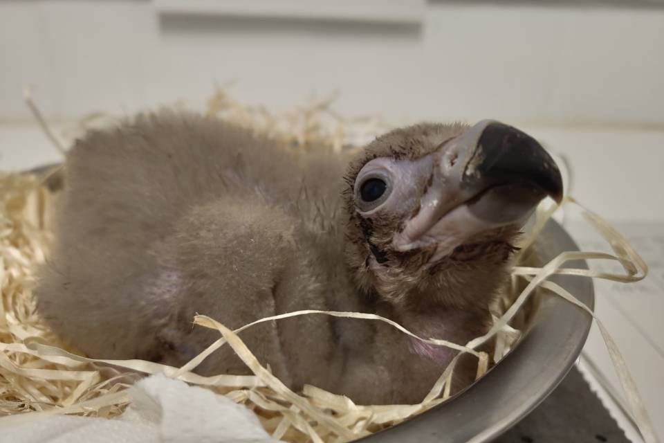 ZOO Planckendael