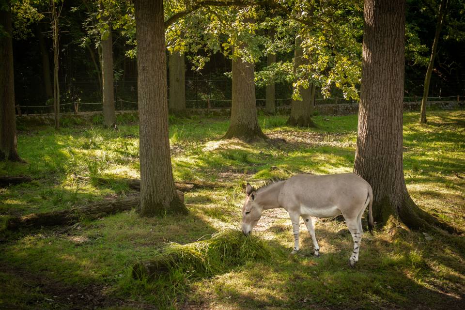 ZOO Planckendael - Jonas Verhulst