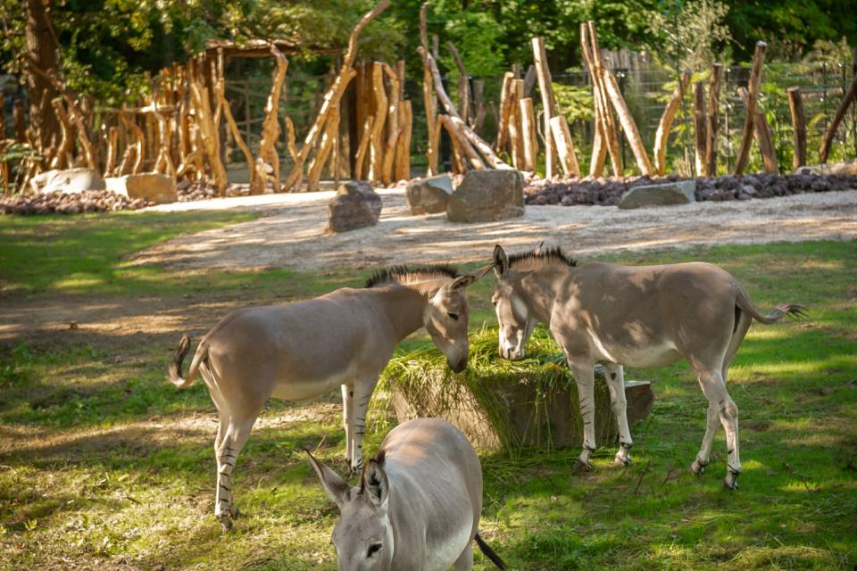 ZOO Planckendael - Jonas Verhulst