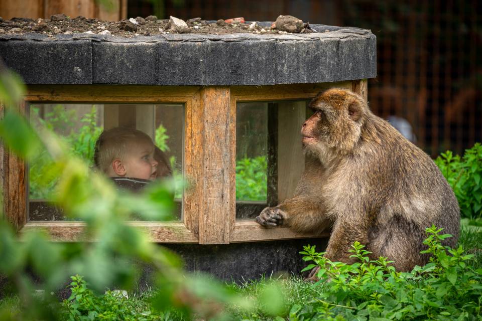 ZOO Planckendael / Jonas Verhulst