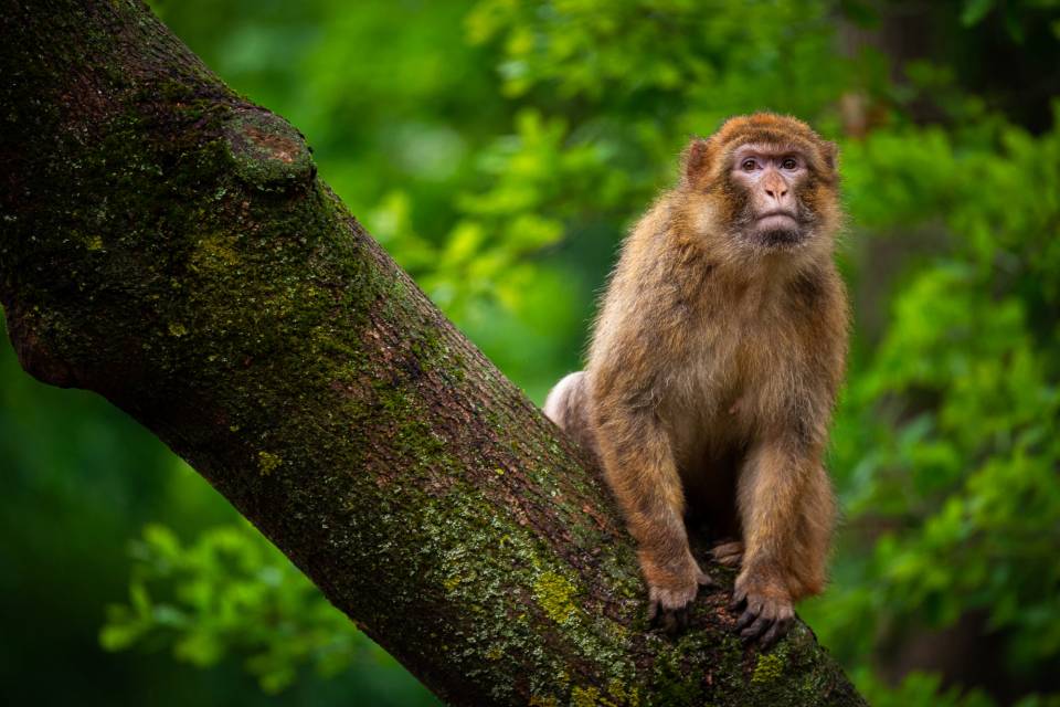 ZOO Planckendael / Jonas Verhulst