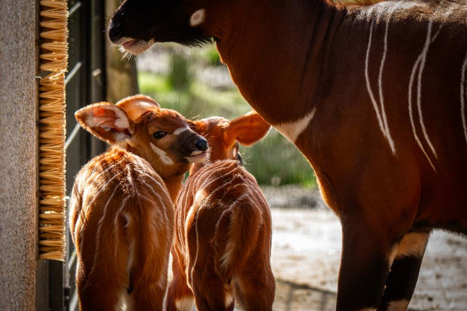 ZOO Planckendael - Jonas Verhulst