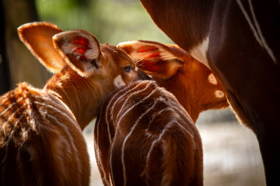 ZOO Planckendael - Jonas Verhulst