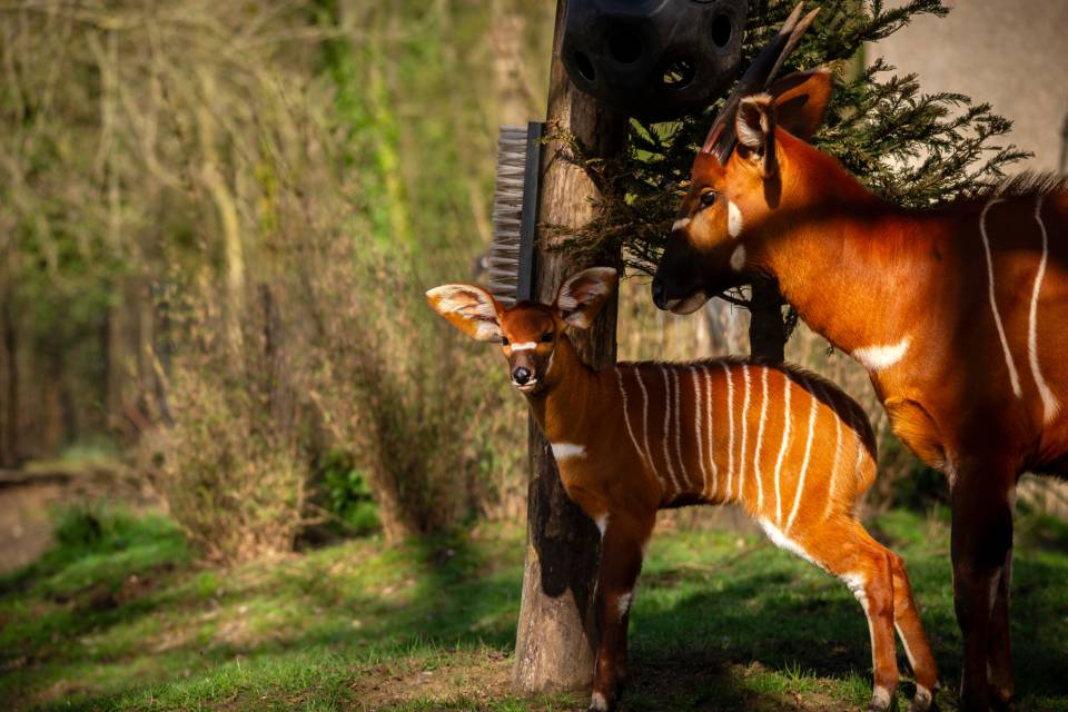 ZOO Planckendael - Jonas Verhulst