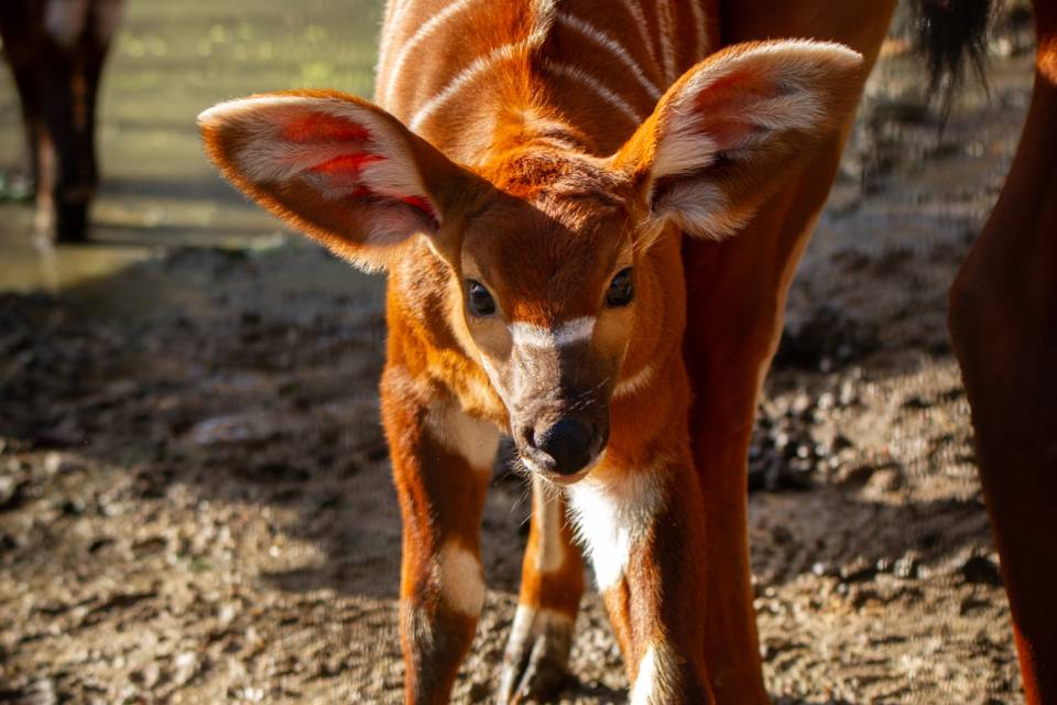 ZOO Planckendael - Jonas Verhulst