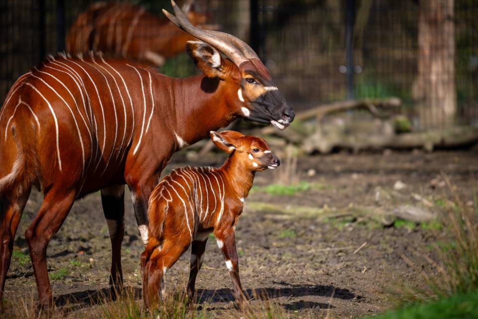 ZOO Planckendael - Jonas Verhulst
