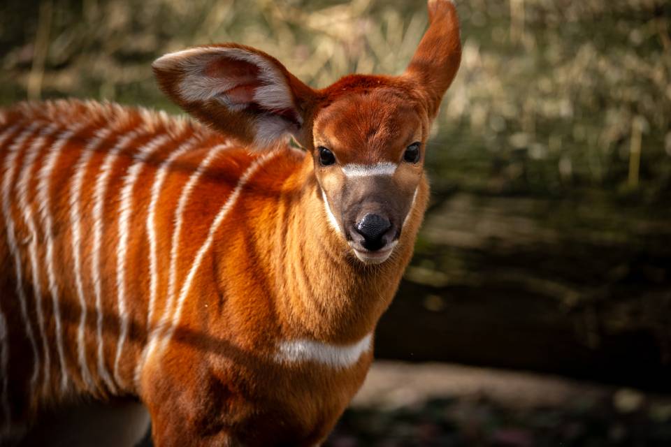 ZOO Planckendael - Jonas Verhulst