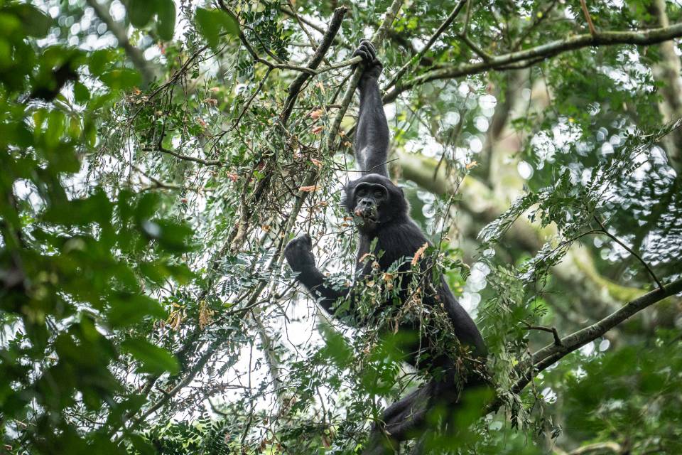 Antwerp Zoo Foundation - Kyle de Nobrega