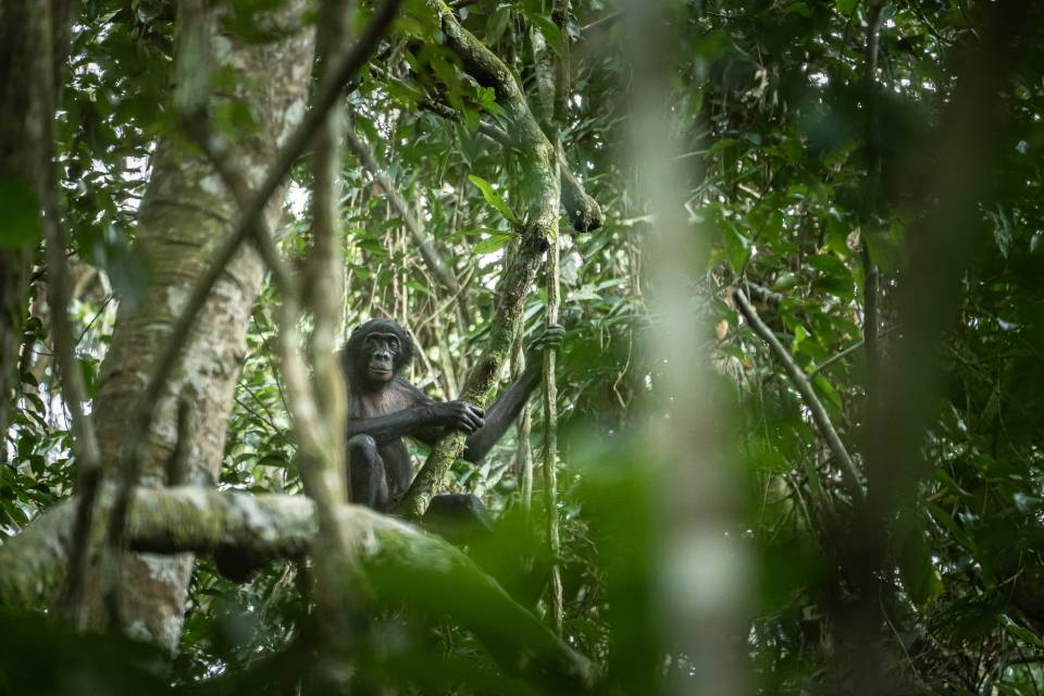 Antwerp Zoo Foundation - Kyle de Nobrega