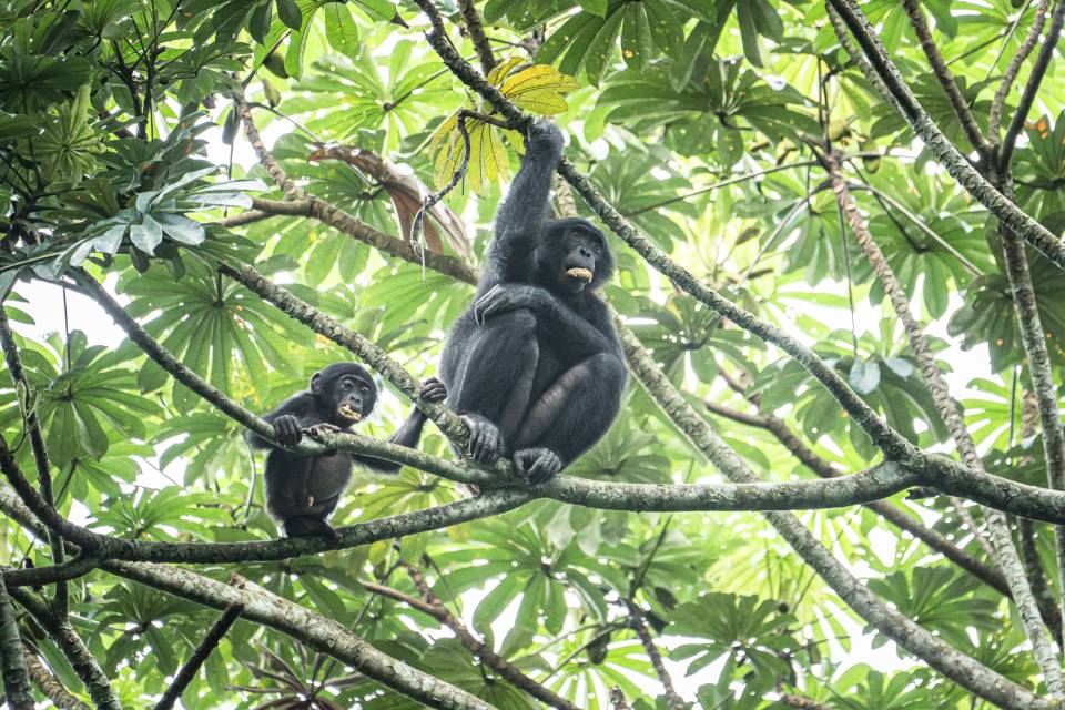 Antwerp Zoo Foundation - Kyle de Nobrega