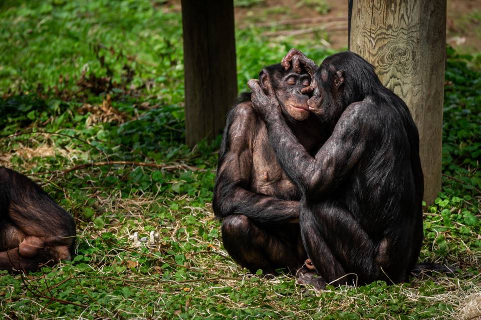 ZOO Planckendael / Jonas Verhulst