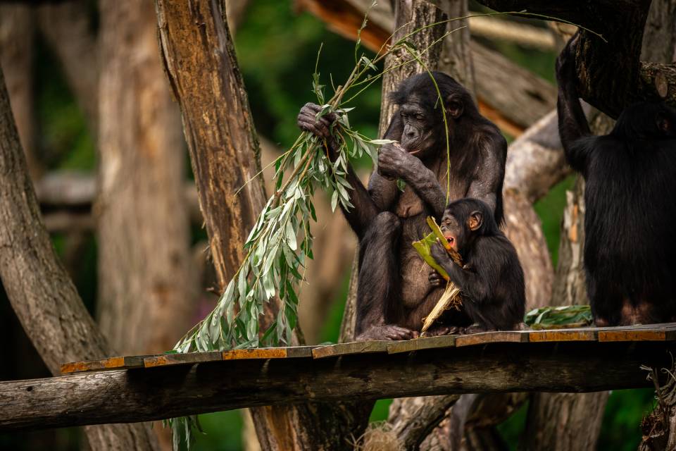 ZOO Planckendael / Jonas Verhulst