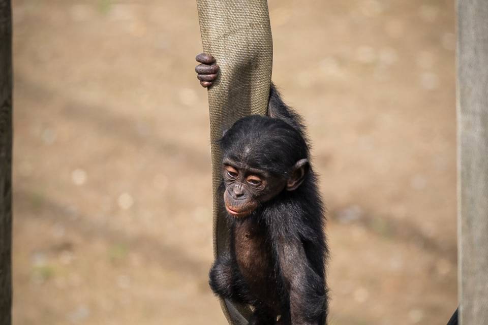 ZOO Planckendael / Jonas Verhulst