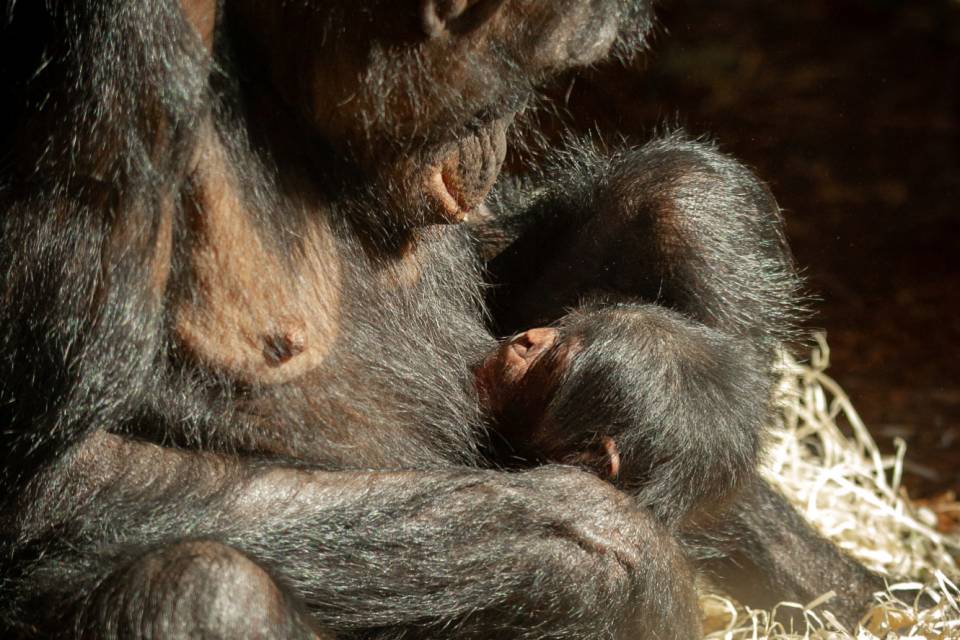ZOO Planckendael - Jonas Verhulst