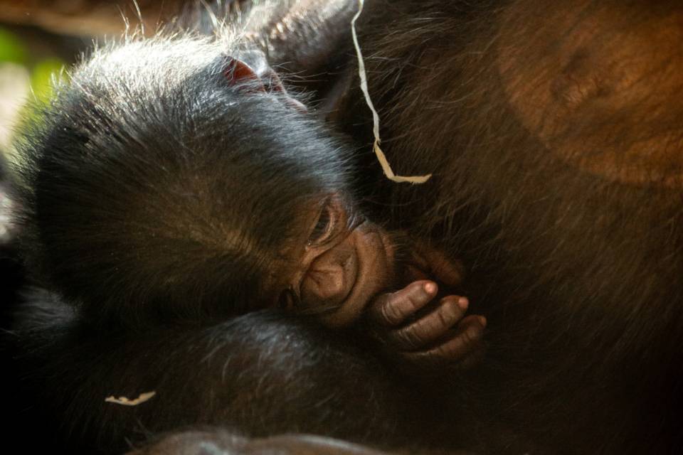 ZOO Planckendael - Jonas Verhulst