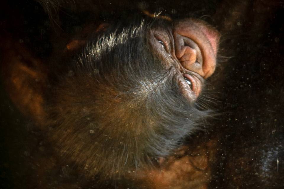 ZOO Planckendael - Jonas Verhulst