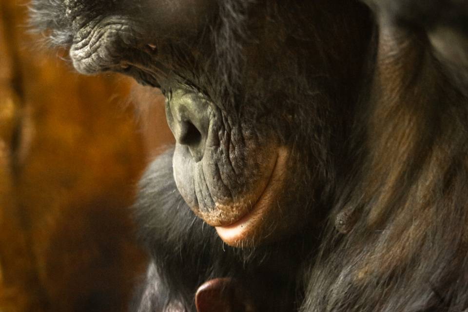 ZOO Planckendael - Jonas Verhulst