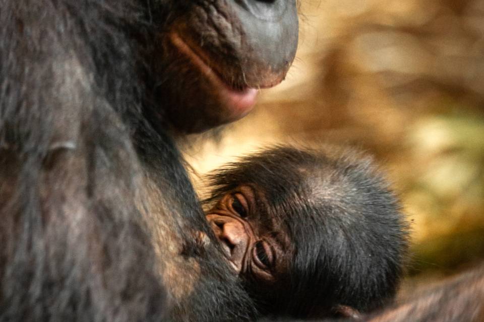 ZOO Planckendael - Jonas Verhulst