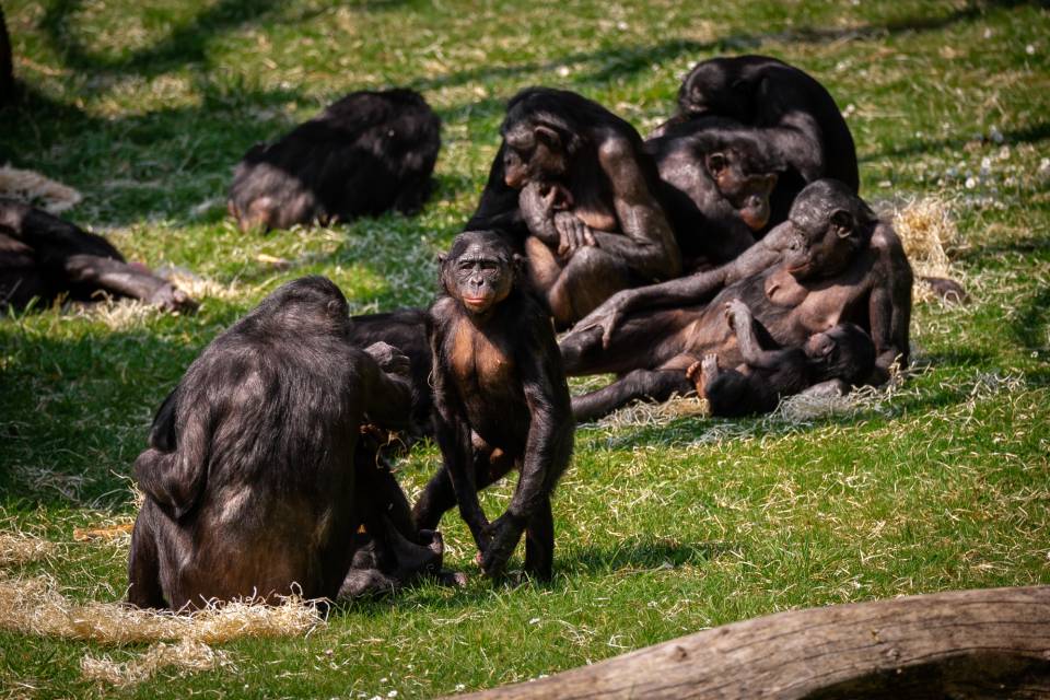 ZOO Planckendael - Jonas Verhulst