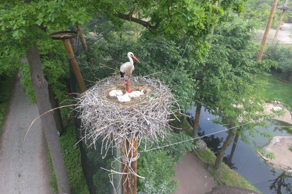 Foto's drone ZOO Planckendael 