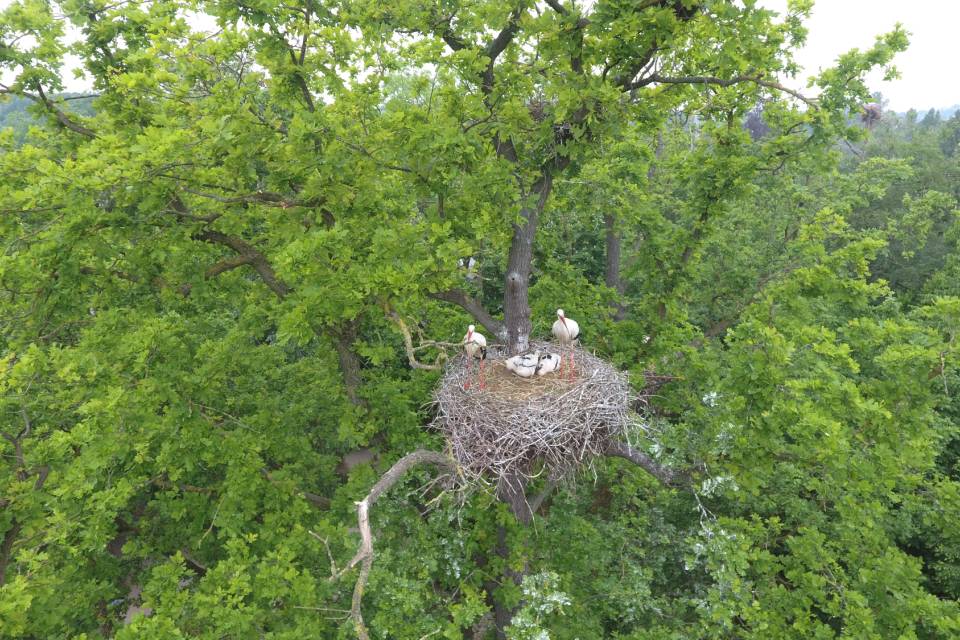 Foto's drone ZOO Planckendael 