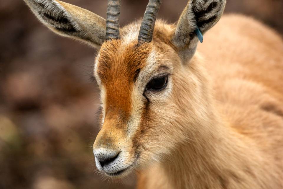 ZOO Planckendael - Jonas Verhulst