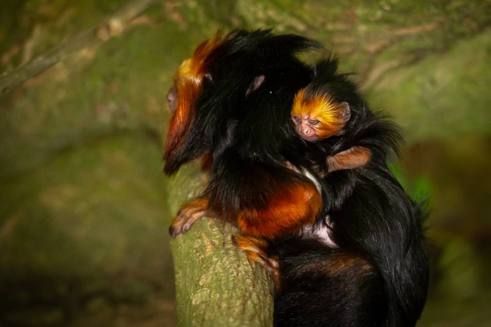 Een goudkopleeuwaapjes en haar jongen in ZOO Planckendael / Jonas Verhulst