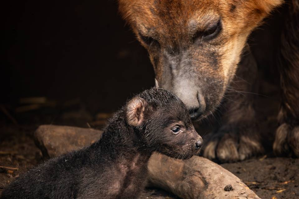 ZOO Planckendael / Jonas Verhulst