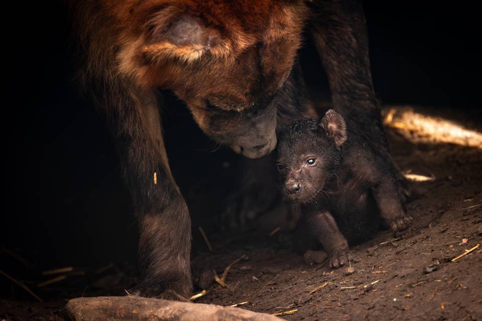 ZOO Planckendael / Jonas Verhulst