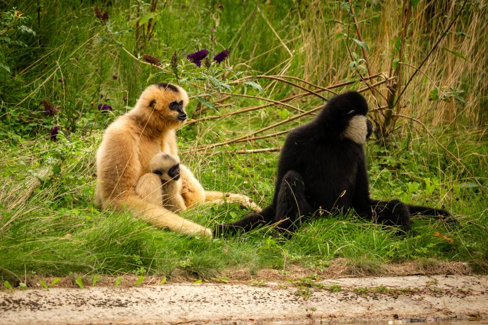 Gibbons - ZOO Planckendael