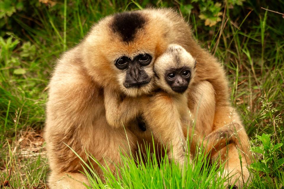 ZOO Planckendael / Jonas Verhulst