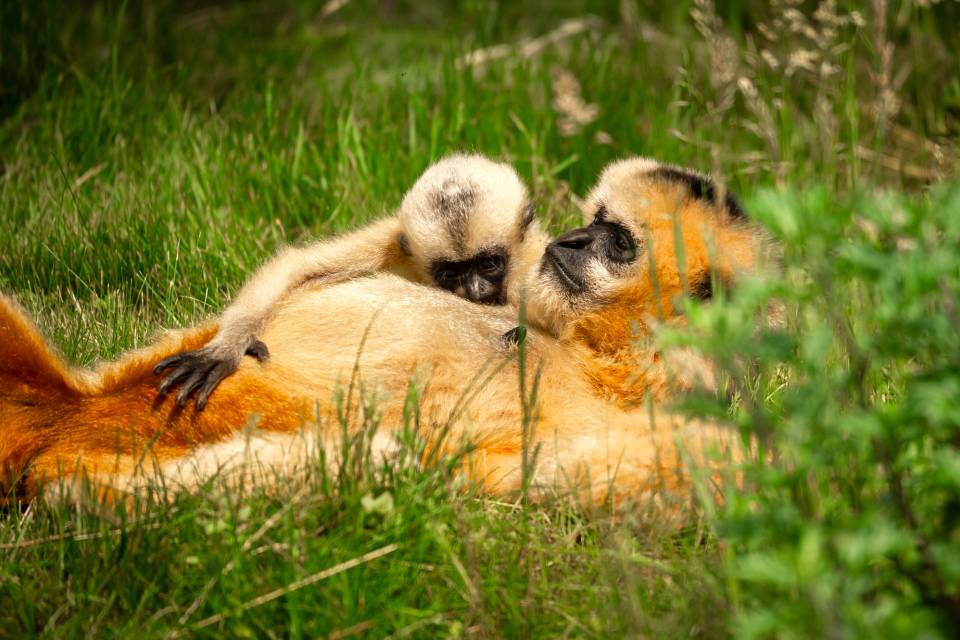 ZOO Planckendael / Jonas Verhulst