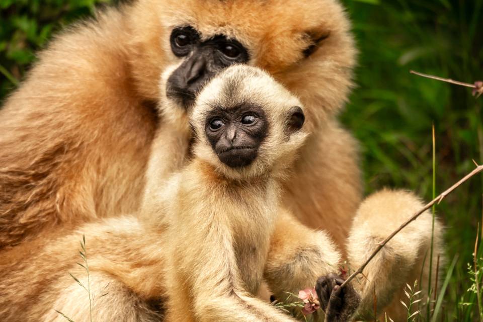 ZOO Planckendael / Jonas Verhulst