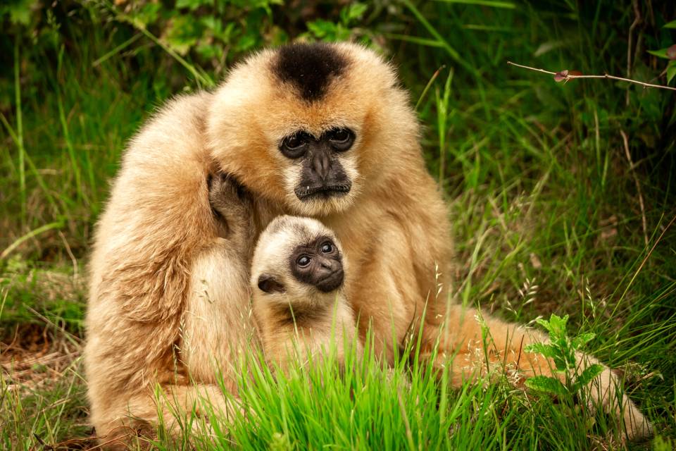 Gibbons - ZOO Planckendael