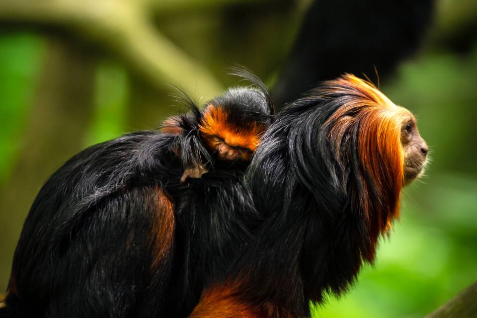 ZOO Planckendael / Jonas Verhulst