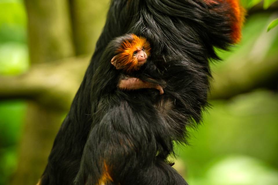 ZOO Planckendael / Jonas Verhulst