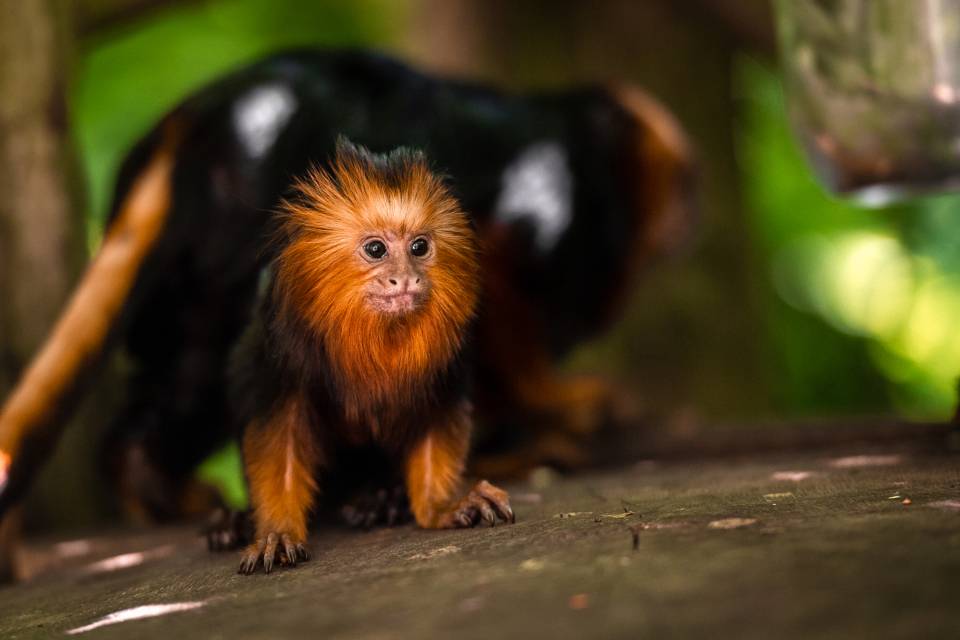 Goudkopleeuwaapje Yara geboren op 1 mei 2023 in ZOO Planckendael / Jonas Verhulst