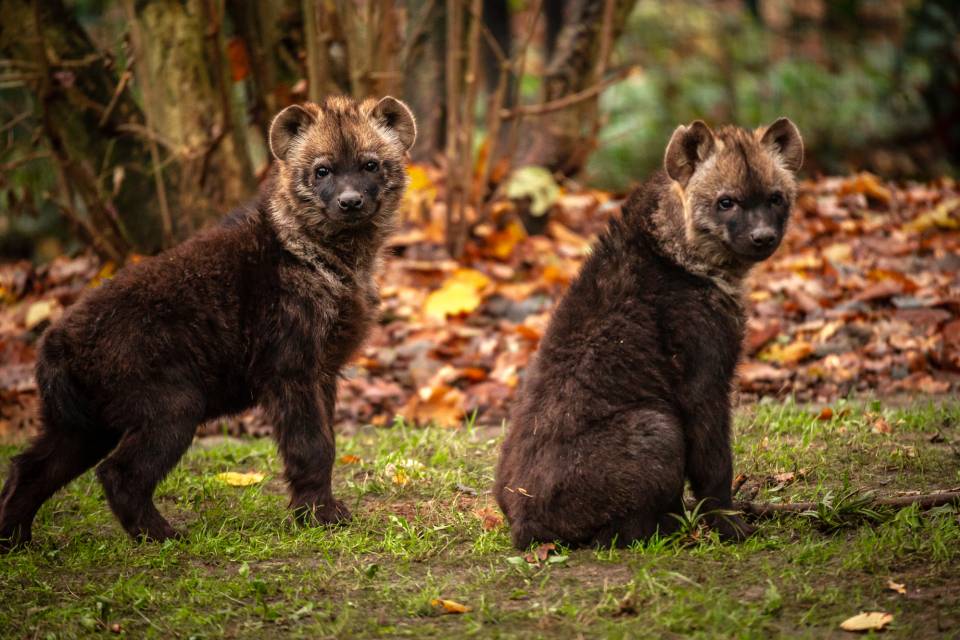 ZOO Planckendael / Jonas Verhulst